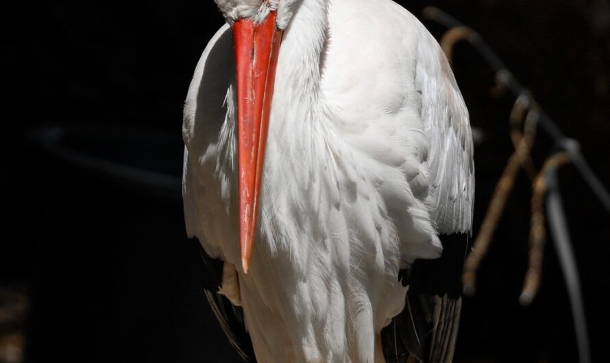 Cette Cigogne Squatteuse Fait Craquer Tout un Quartier de Gironde (Et Elle a Même un Prénom !)