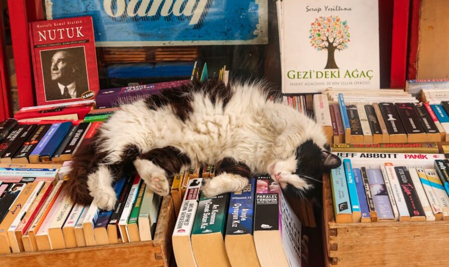 Une nuit au paradis des livres : Dormez dans une librairie de Quimper pour la bonne cause !