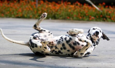 Ce Dalmatien voleur de macaronis nous montre qu'il a plus d'un tour dans son sac !