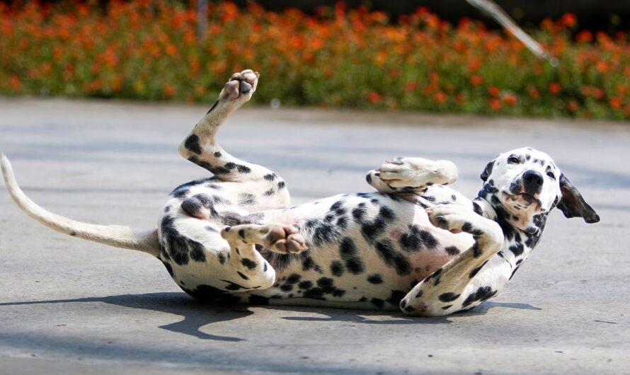 Ce Dalmatien voleur de macaronis nous montre qu’il a plus d’un tour dans son sac !