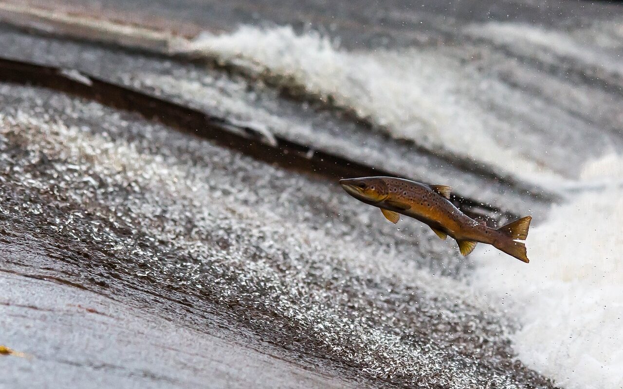 Ces saumons qui préfèrent la route aux rivières : quand le GPS des poissons déraille !