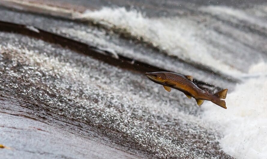 Ces saumons qui préfèrent la route aux rivières : quand le GPS des poissons déraille !