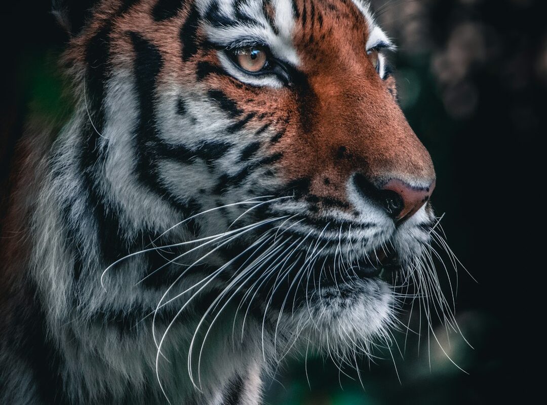 L'histoire d'amour la plus féline de l'année : ce tigre de Sibérie parcourt 200 km pour retrouver sa belle !