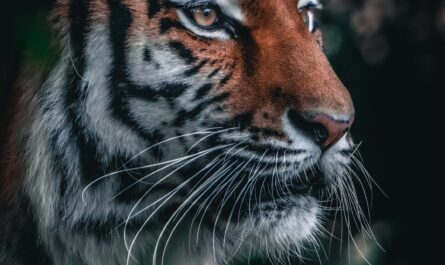 L'histoire d'amour la plus féline de l'année : ce tigre de Sibérie parcourt 200 km pour retrouver sa belle !