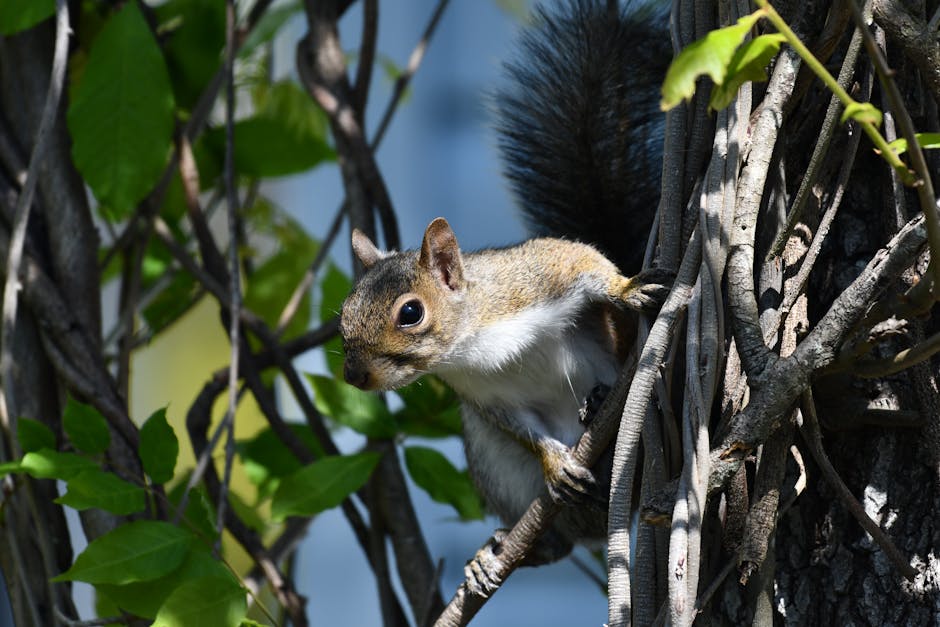 Un écureuil coincé dans un arbre remporte le prix de la photo la plus drôle de 2024 !