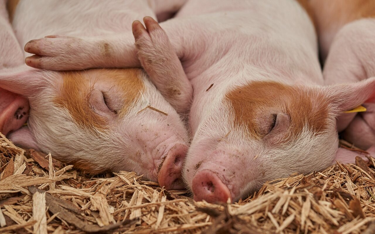 Un vol KLM Amsterdam-Mexico dérouté à cause... d'une centaine de cochons malodorants !