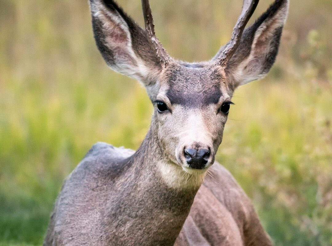 Une biche fait le plus beau plaquage de l'année sur un terrain de rugby anglais