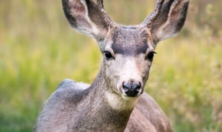 Une biche fait le plus beau plaquage de l'année sur un terrain de rugby anglais