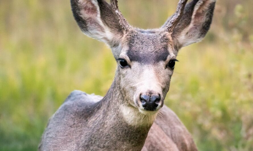 Une biche fait le plus beau plaquage de l’année sur un terrain de rugby anglais