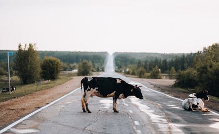 Une vache de 1400 kg fait son shopping sur la rocade d'Agen : "Plus personne ne bougeait dans la voiture !"