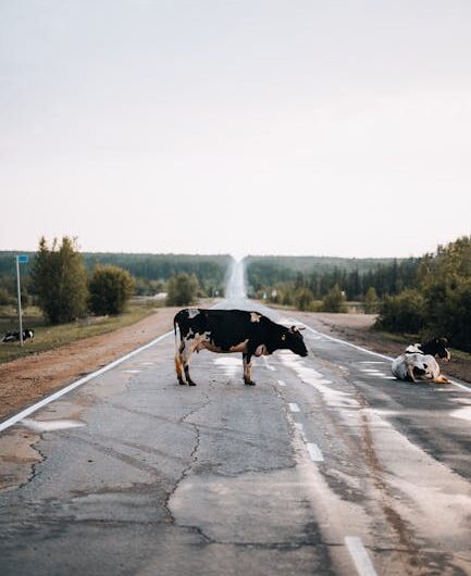 Une vache de 1400 kg fait son shopping sur la rocade d’Agen : "Plus personne ne bougeait dans la voiture !"