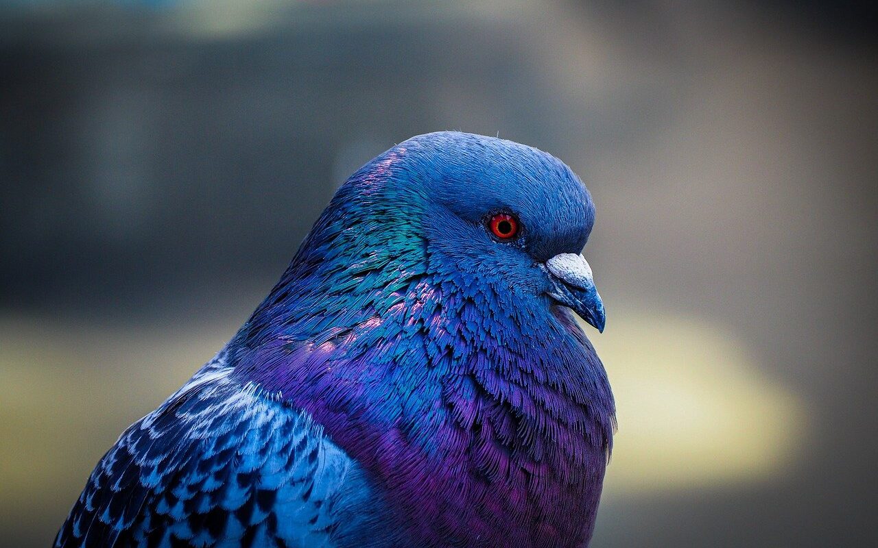 À Berlin, des pigeons roses pour échapper aux prédateurs : la drôle d'initiative qui fait polémique