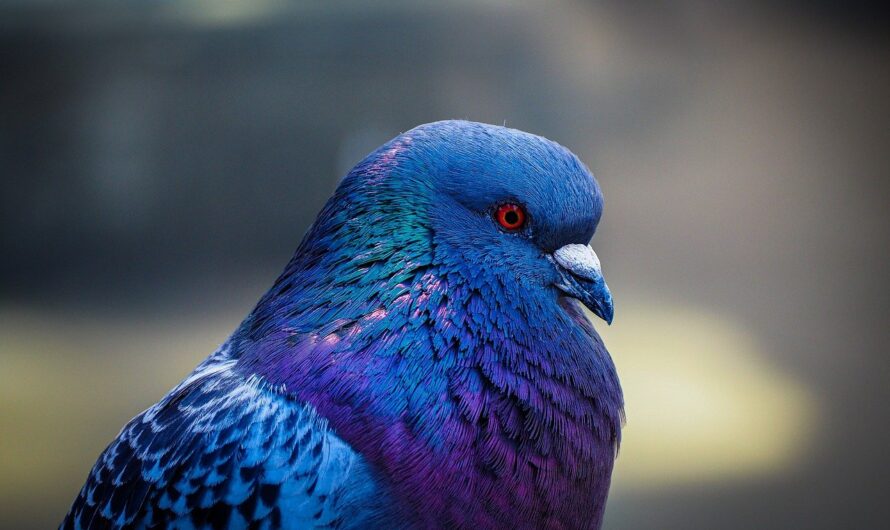 À Berlin, des pigeons roses pour échapper aux prédateurs : la drôle d’initiative qui fait polémique