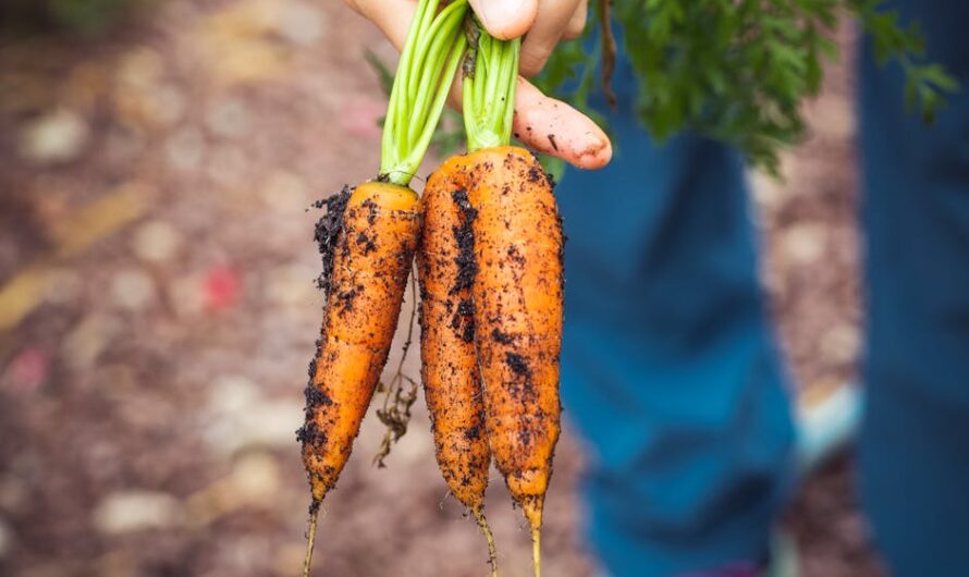 Ils emménagent dans leur nouvelle maison et découvrent un cadeau explosif dans le jardin !