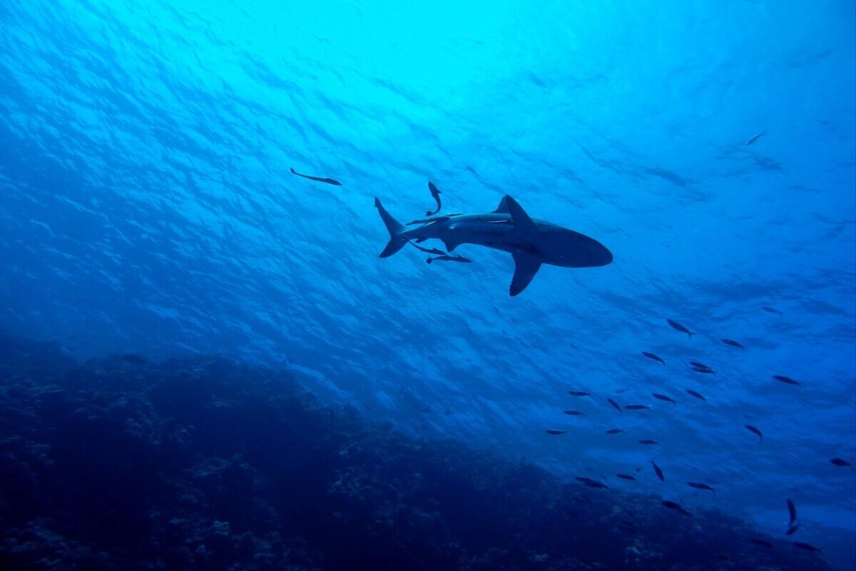 Drame en Australie : Un requin kidnappe un pêcheur en plein concours de pêche !