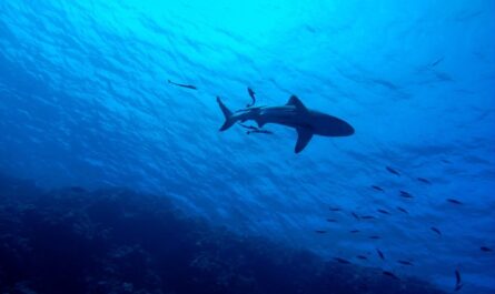 Drame en Australie : Un requin kidnappe un pêcheur en plein concours de pêche !