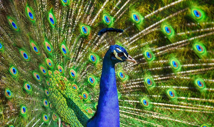 Saint-Valentin au Zoo d’Amnéville : Quand les Animaux Nous Font Rougir avec leur "Hot Quiz" 🔥