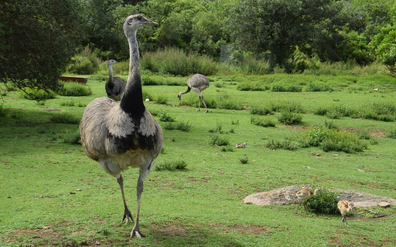 Un nandou géant sème la panique en Bourgogne : "On dirait Jurassic Park version basse-cour !"