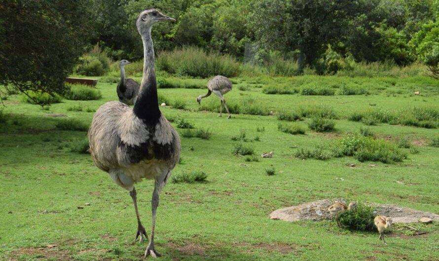 Un nandou géant sème la panique en Bourgogne : "On dirait Jurassic Park version basse-cour !"