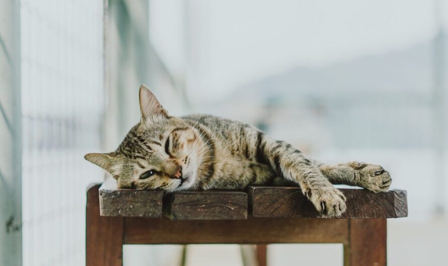 Alerte Rouge : Votre Chat Complote Peut-être Contre Vous (et la Science le Confirme)