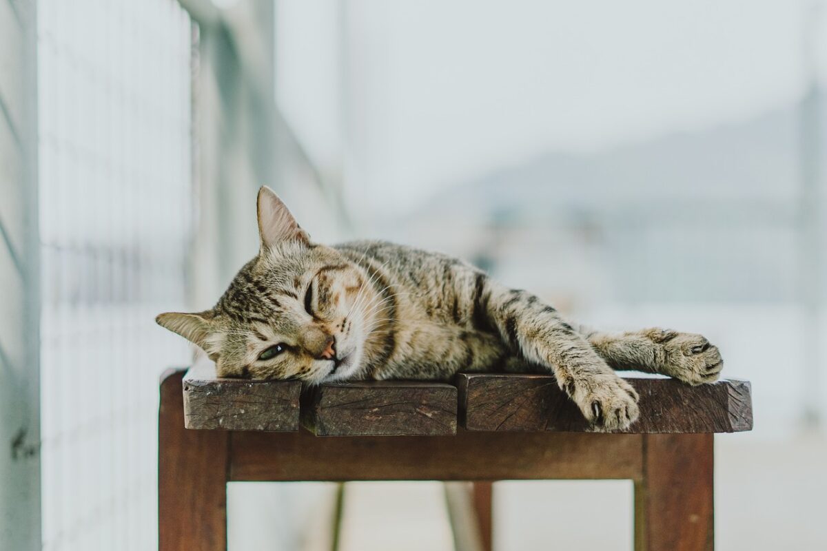 Alerte Rouge : Votre Chat Complote Peut-être Contre Vous (et la Science le Confirme)