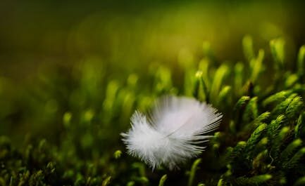 Ces étranges "cheveux de glace" qui poussent dans nos forêts : la nature nous offre un spectacle magique !