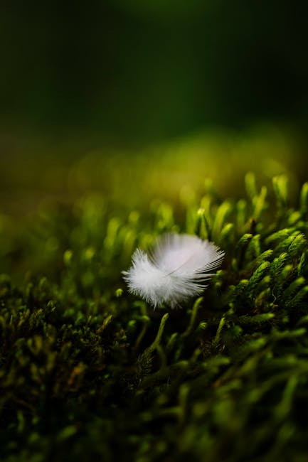 Ces étranges "cheveux de glace" qui poussent dans nos forêts : la nature nous offre un spectacle magique !