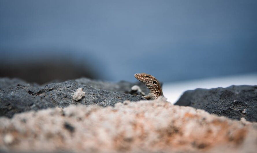 La tarente de Maurétanie envahit Grenoble : quand les mini-crocodiles s’invitent en ville !