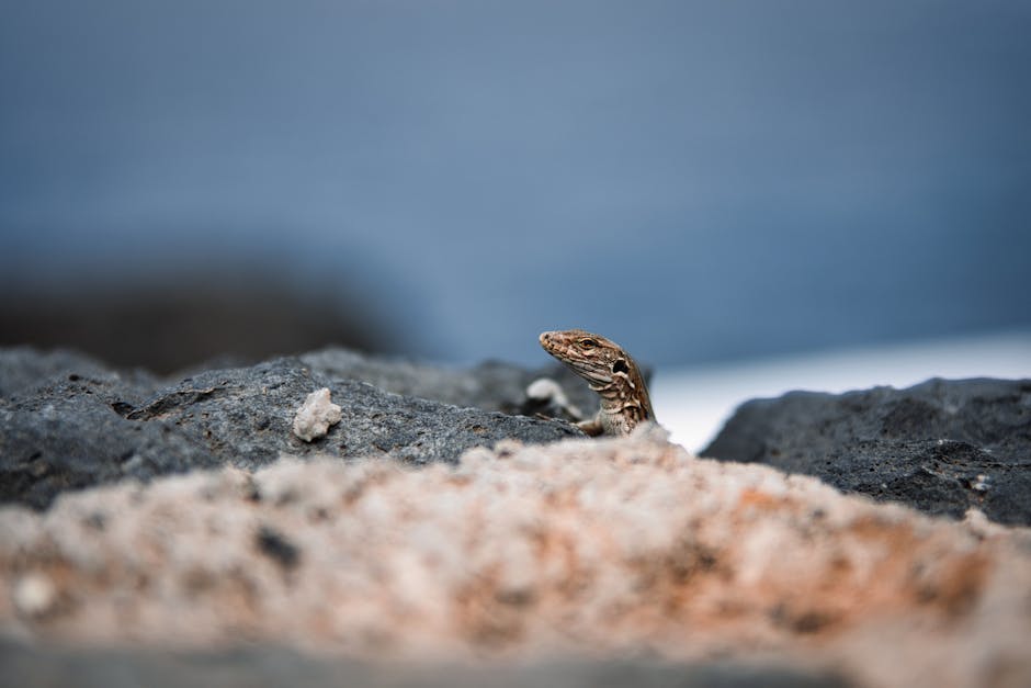 La tarente de Maurétanie envahit Grenoble : quand les mini-crocodiles s'invitent en ville !