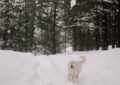 Mon Golden Retriever a déclaré la guerre au bonhomme de neige de notre quartier (et c'est hilarant)