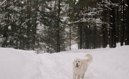 Mon Golden Retriever a déclaré la guerre au bonhomme de neige de notre quartier (et c'est hilarant)