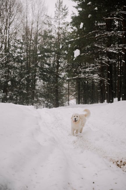 Mon Golden Retriever a déclaré la guerre au bonhomme de neige de notre quartier (et c'est hilarant)