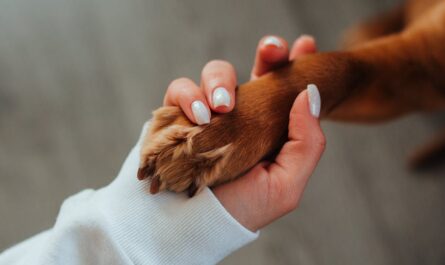 Un chien ramène une cuisse humaine tatouée à son maître : le mystère du canal de Valenciennes s'épaissit !