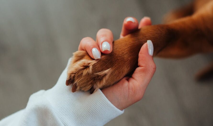 Un chien ramène une cuisse humaine tatouée à son maître : le mystère du canal de Valenciennes s’épaissit !