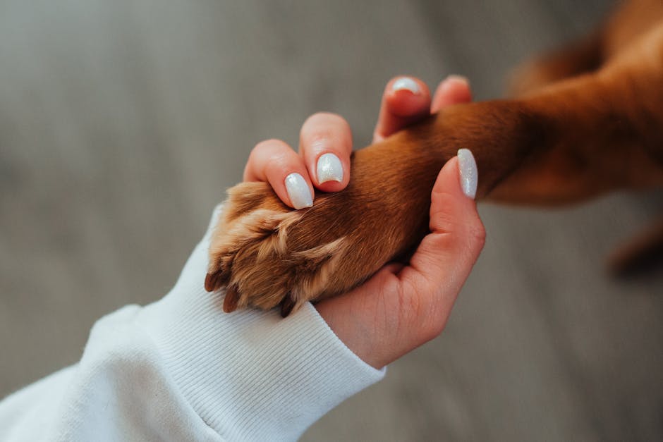 Un chien ramène une cuisse humaine tatouée à son maître : le mystère du canal de Valenciennes s'épaissit !